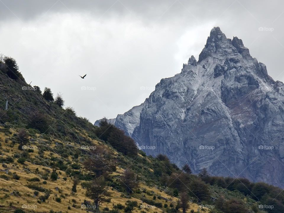 A mountain with snow, a bird flying in the sky and a green mountain with trees