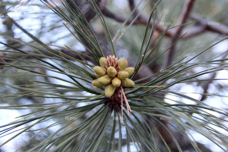 Budz . Pine cone buds 