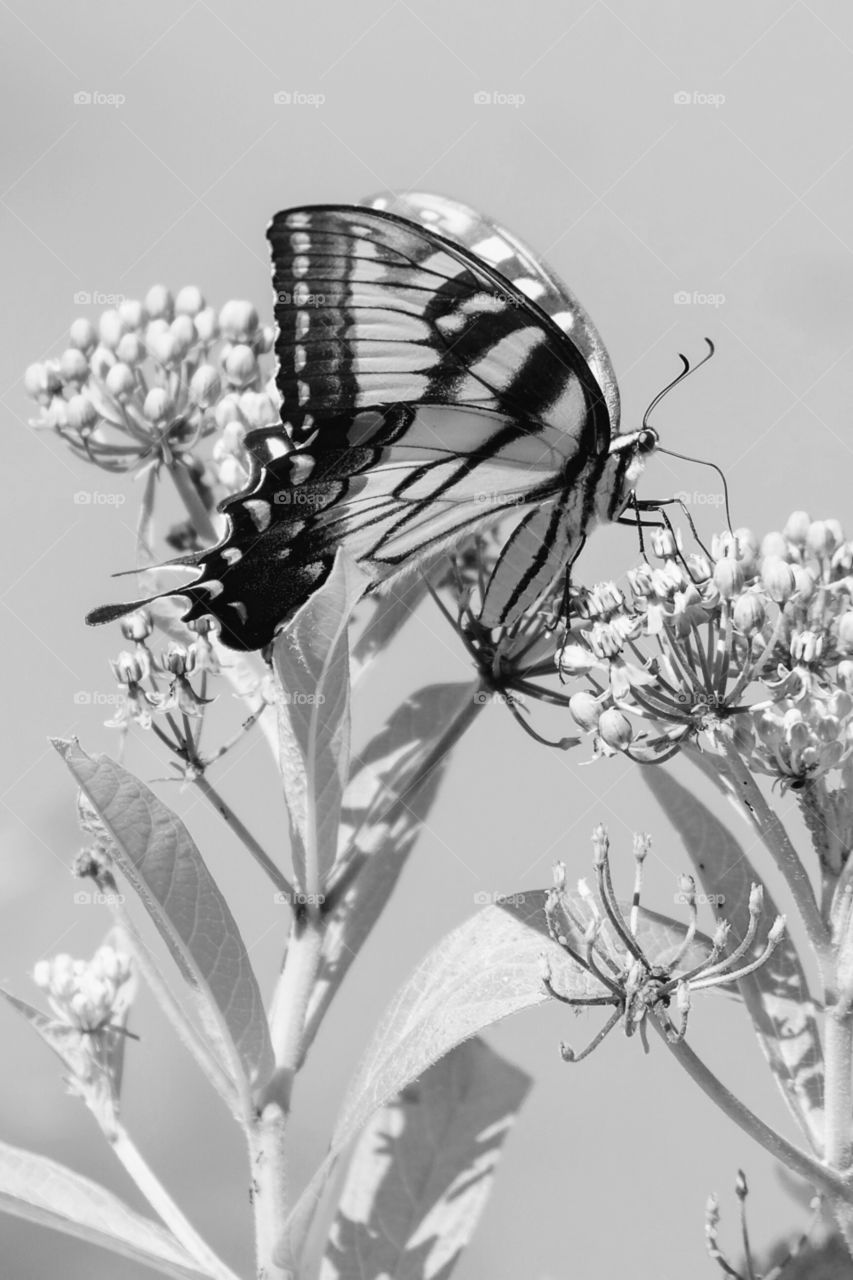Foap, Color vs Black and White: An eastern tiger swallowtail is partakes the sweet nectar from a swamp milkweed bloom. Yates Mill County Park in Raleigh North Carolina. 