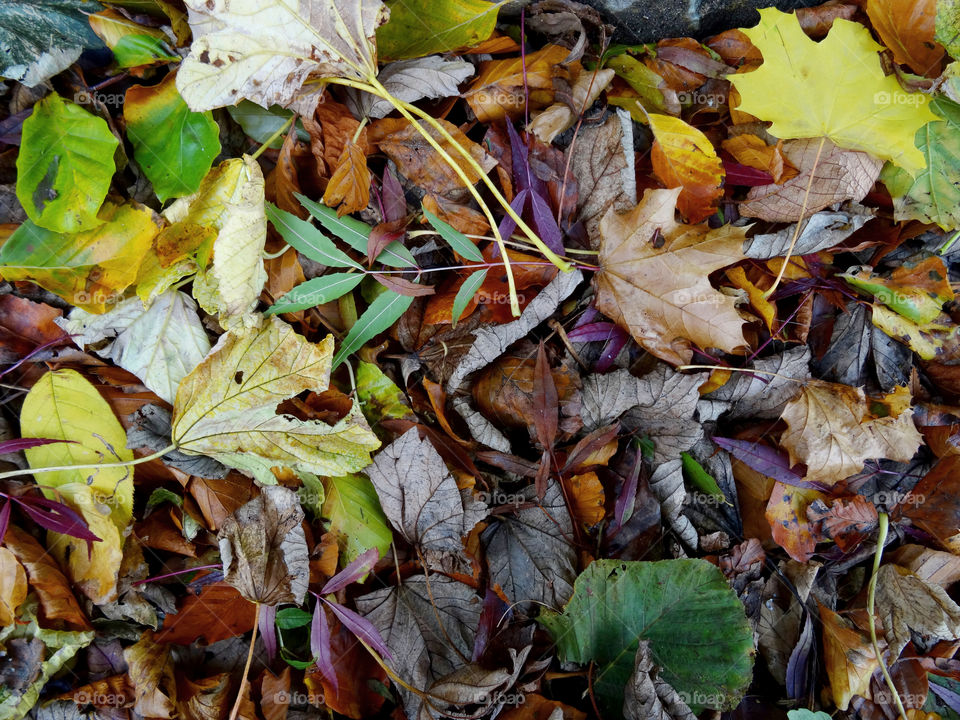 Autumn leaves background