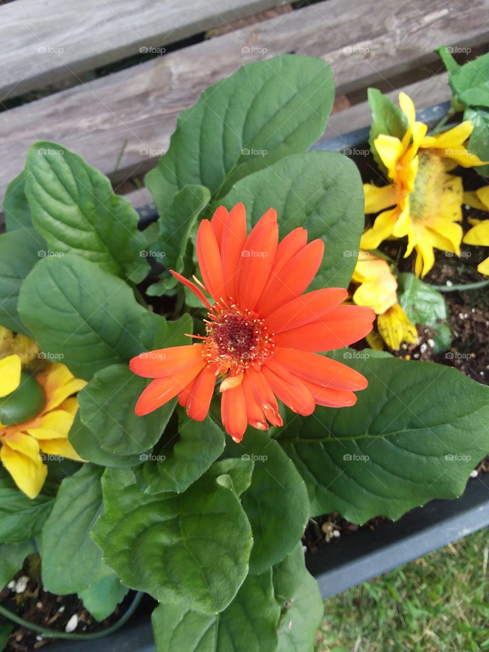 Pretty Orange Flower