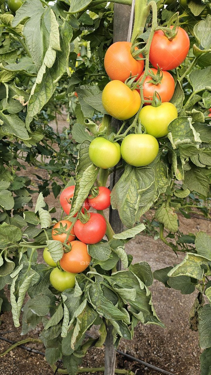 Tomate de invernadero