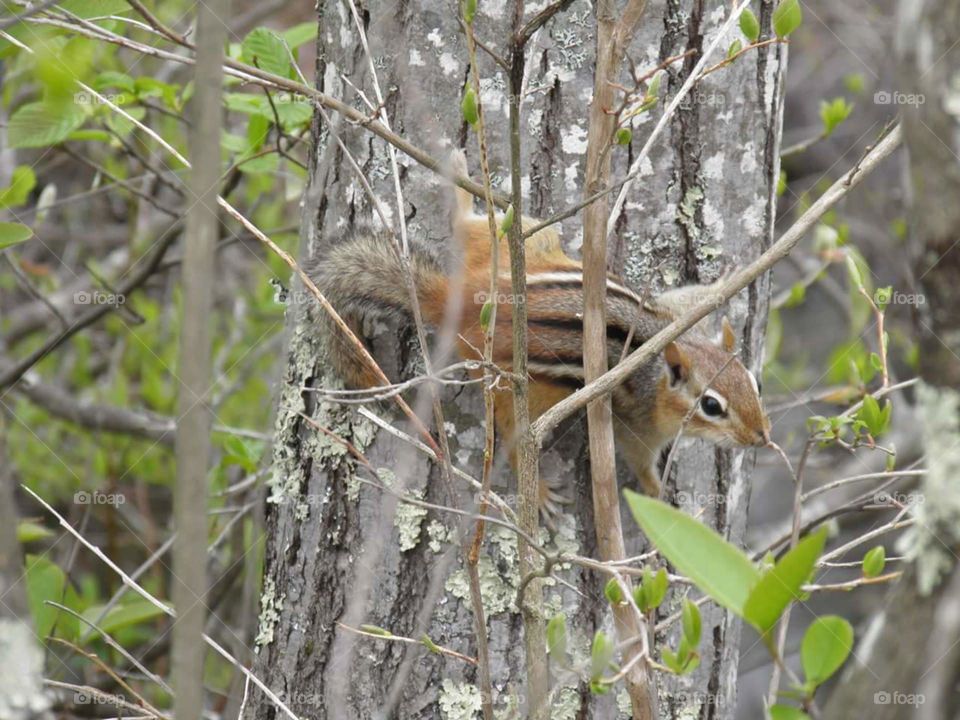 Chipmunk on the tree