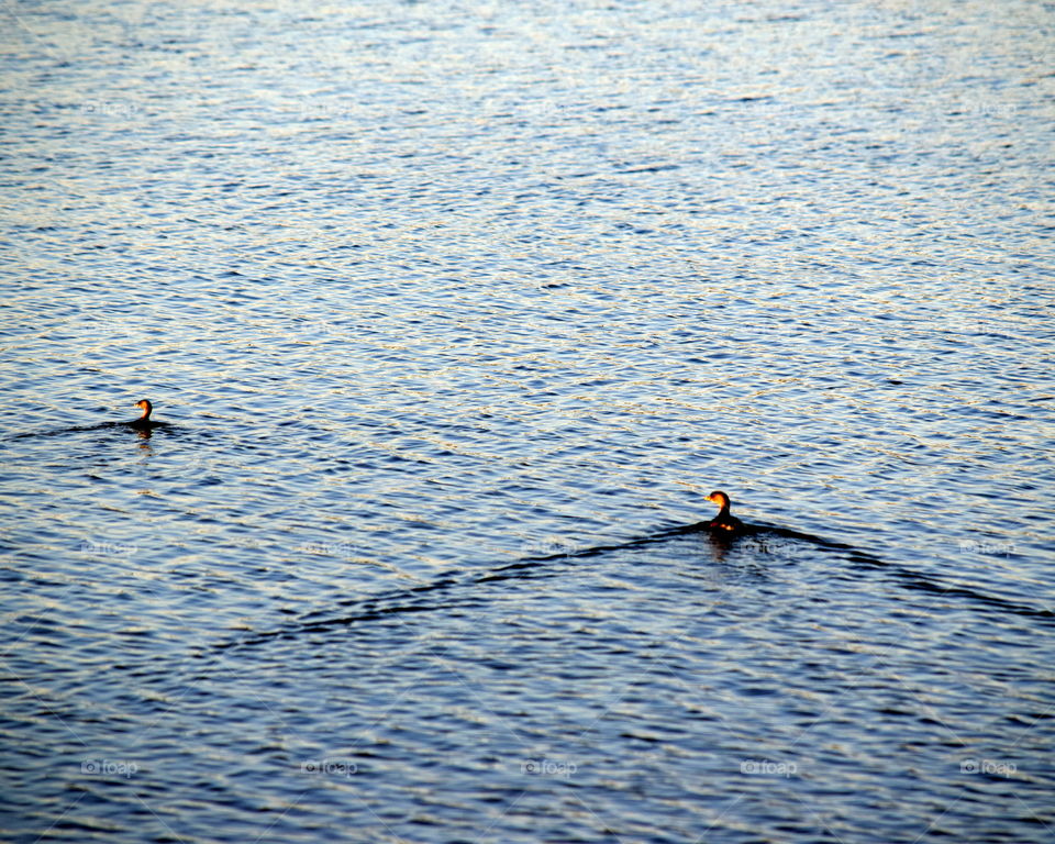 Wood Ducks on the Lake