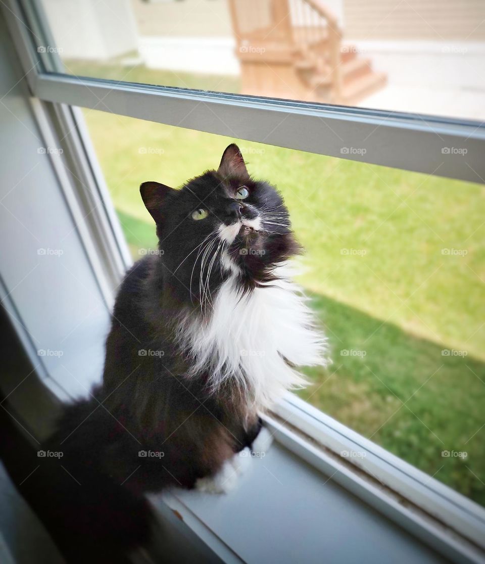 Tuxedo Cat in a Windowsill