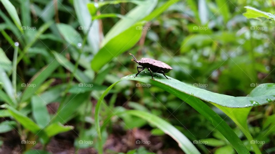 saw stink bug