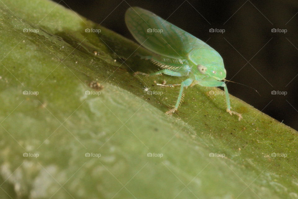 insect green bright