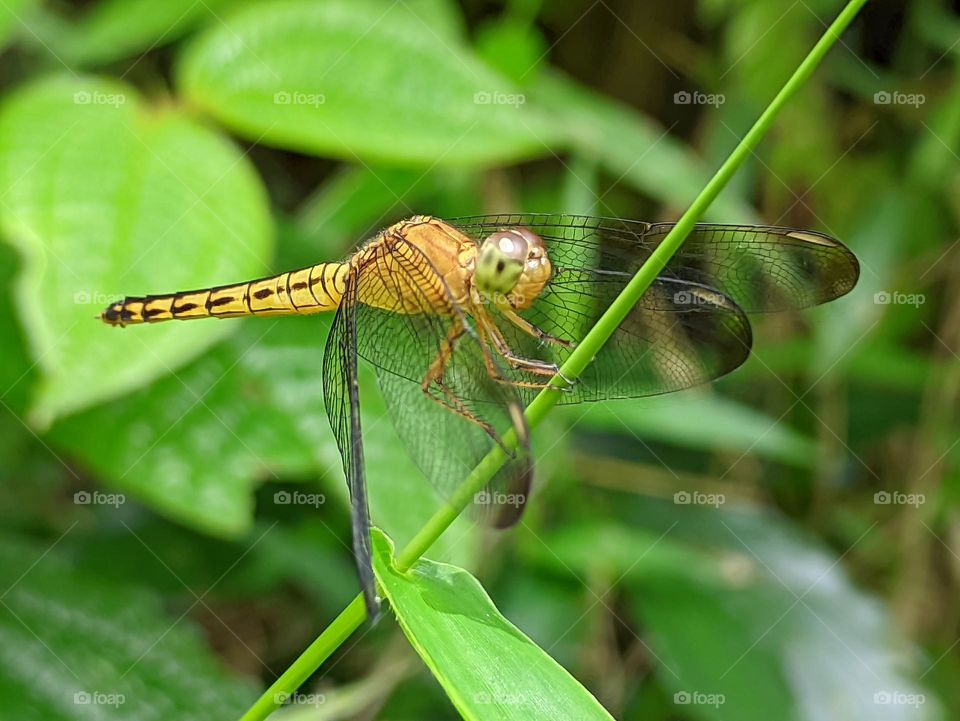 a yellow dragonfly perched on a stalk of green grass