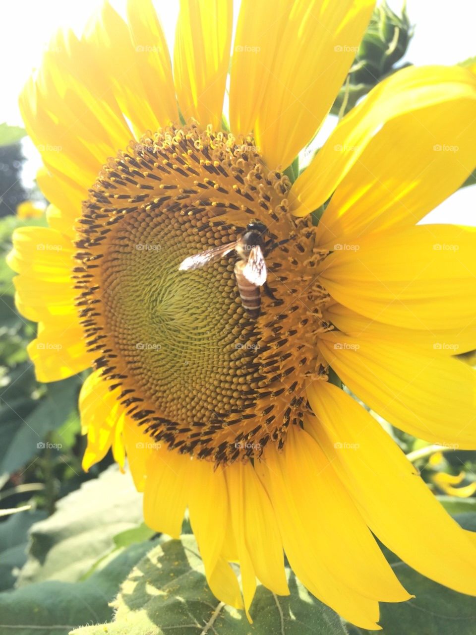 Sunflower n Bee