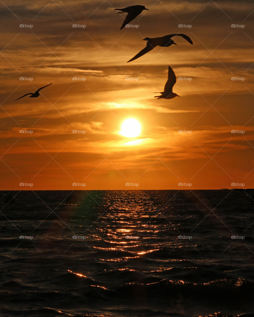 Gulls on sunset