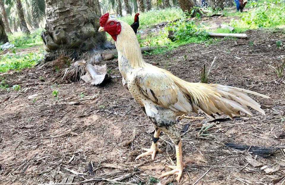 South Indian Rooster fight bird 