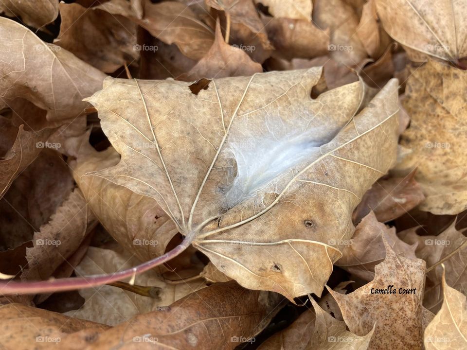 Spider web nestled in a dry leaf in Michigan