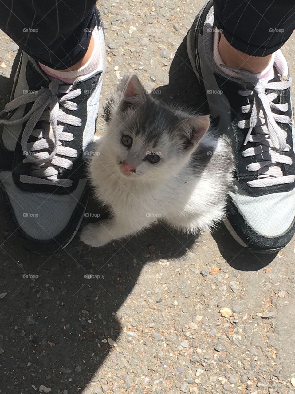 Cute small kitten i between female’s feet wearing sneakers 