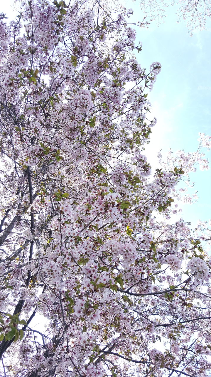 Tree, Cherry, Branch, Flower, Season