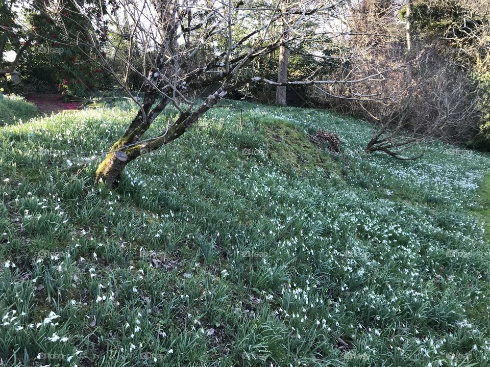 You can ‘bank’ on snowdrops here at this Devon garden.