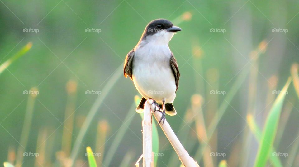 King Fisher waiting on  Cattails
