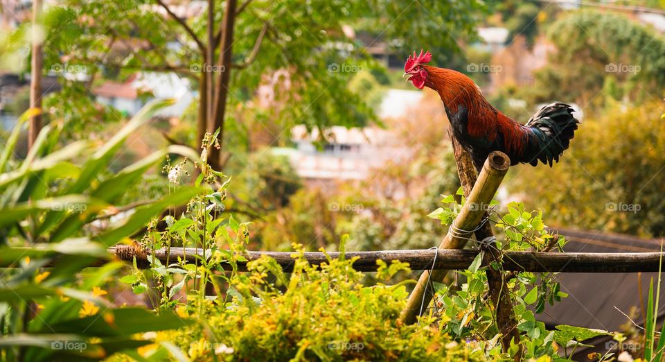 Capturing a typical rural environment, a rooster crowing to establish his territory or maybe a good morning crowing...