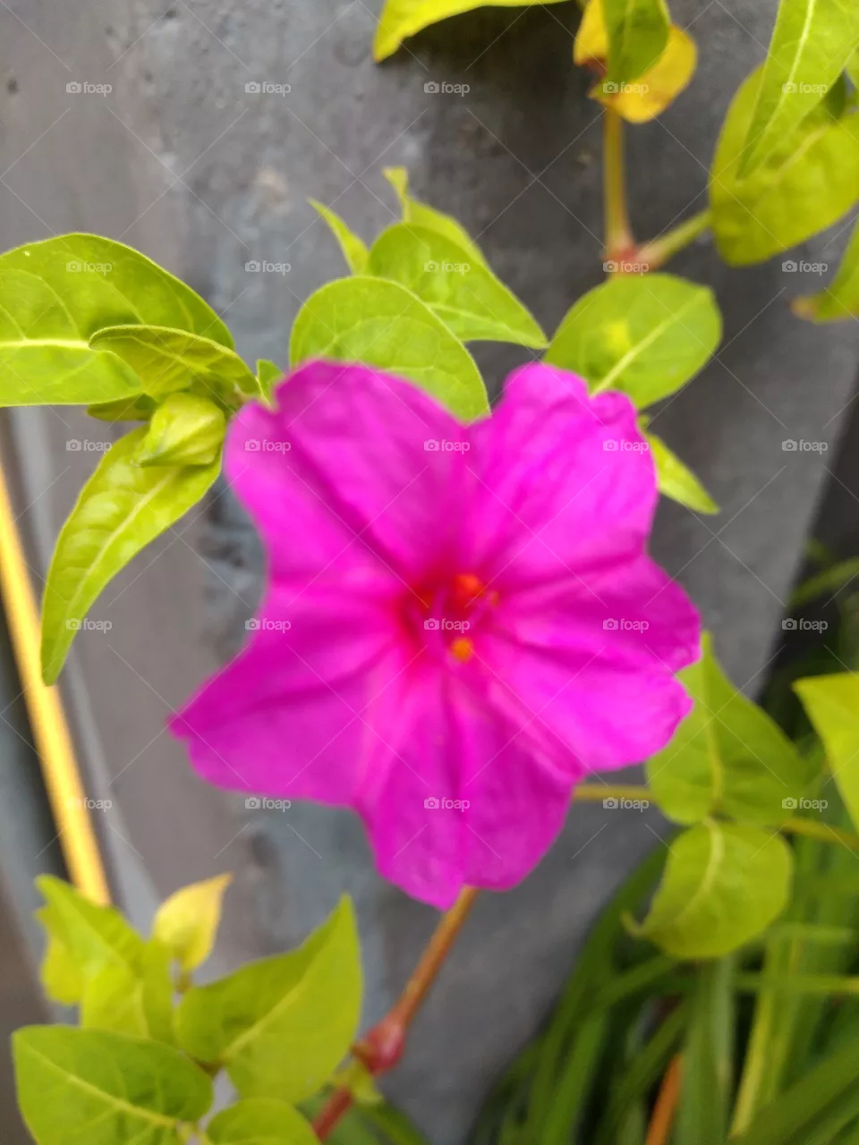 flores