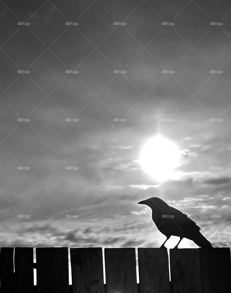 Crow on the fence...