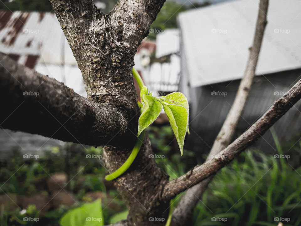 Everyday there's something beautiful to see around us, this lovely climbing plant of beans is a beautiful example of growing life.