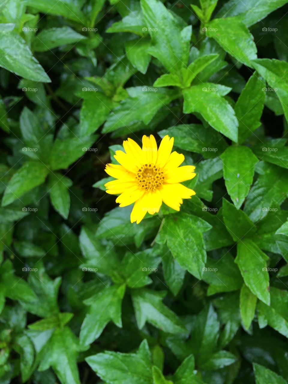 Yellow flower