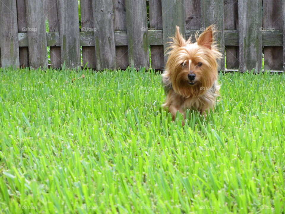 Run Puppy Run. Terrier puppy running through the grass