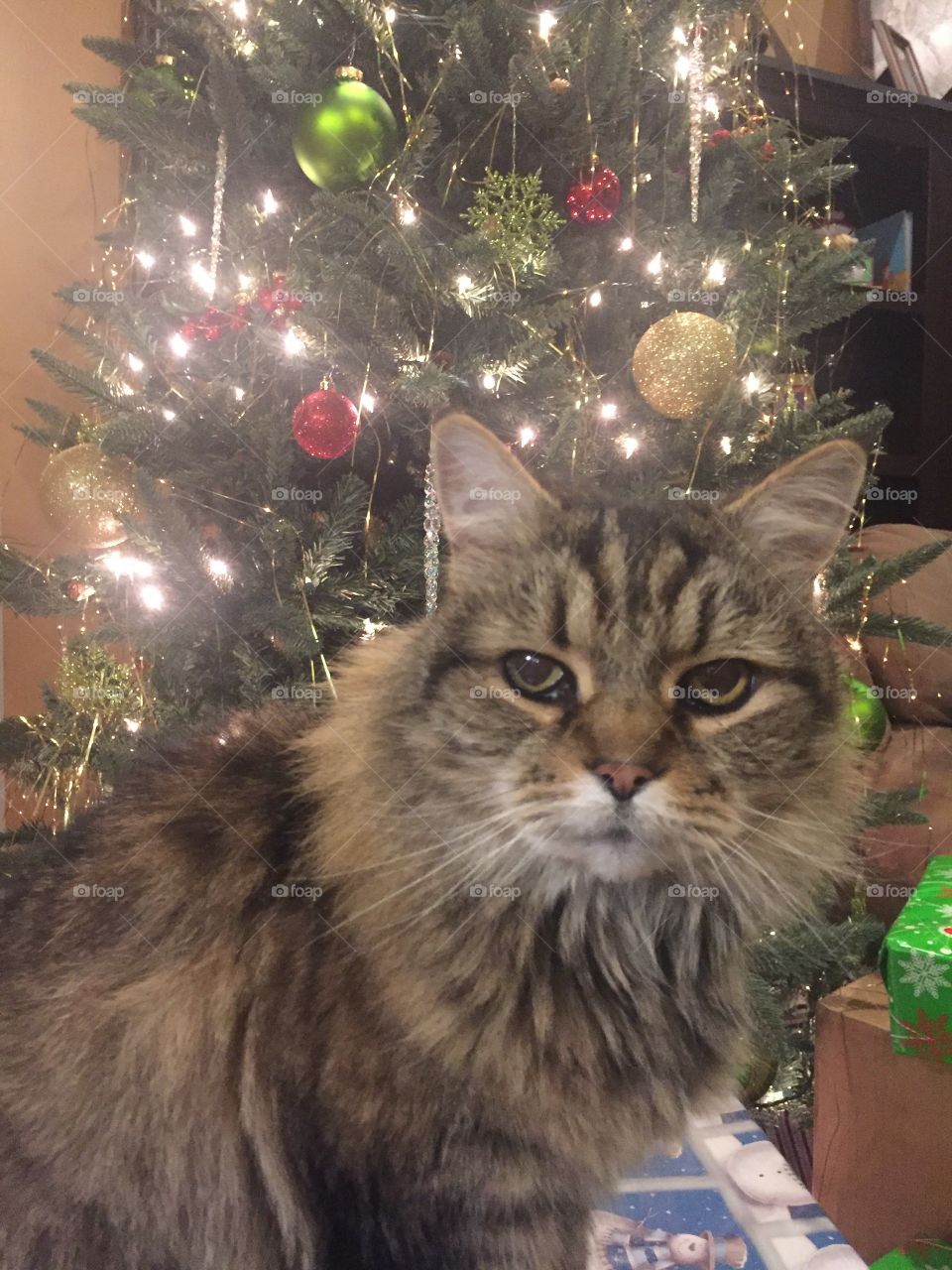 Cat Christmas tree