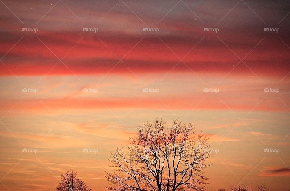 Sunset trees 