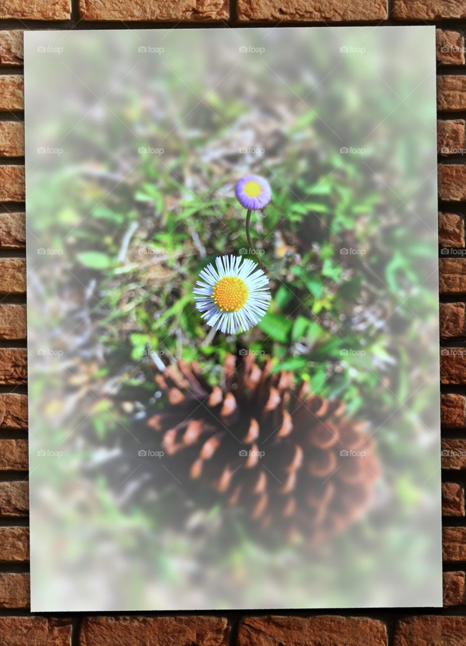 Pinecone and flower