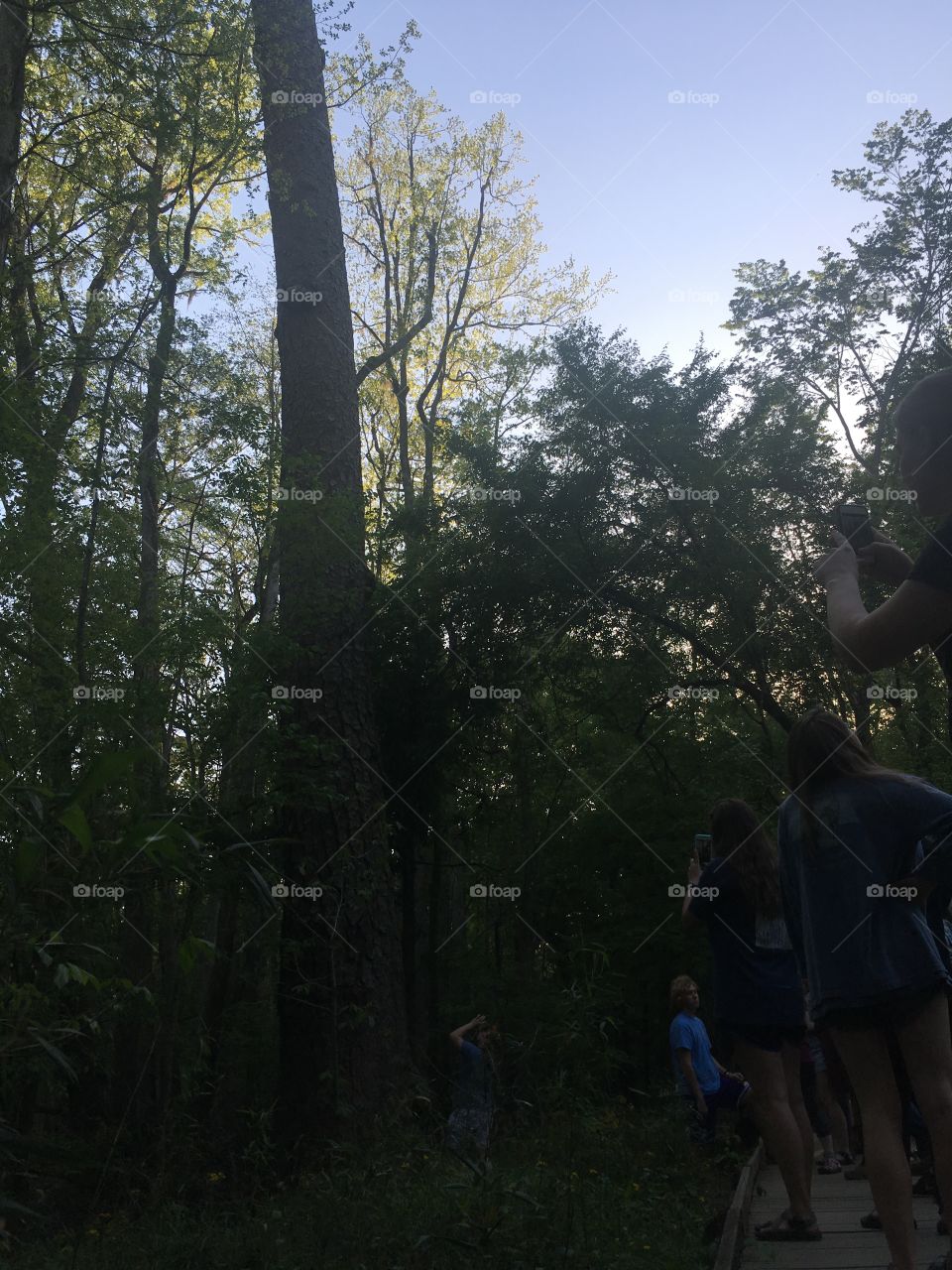 Giant loblolly pine base