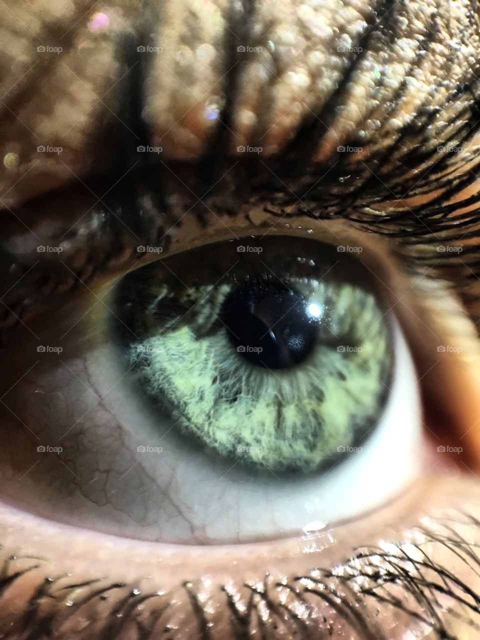 Close-up of person's eye