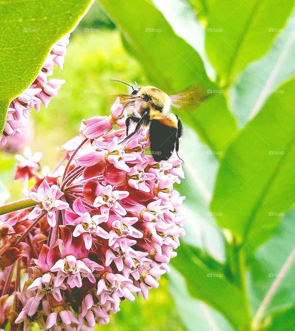 Pollination