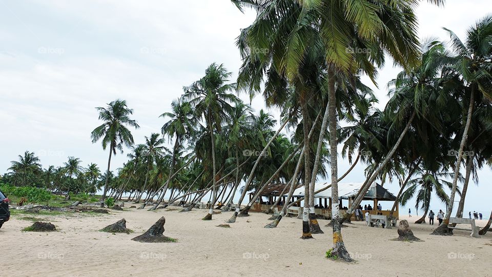 beach resort with coconut tree
