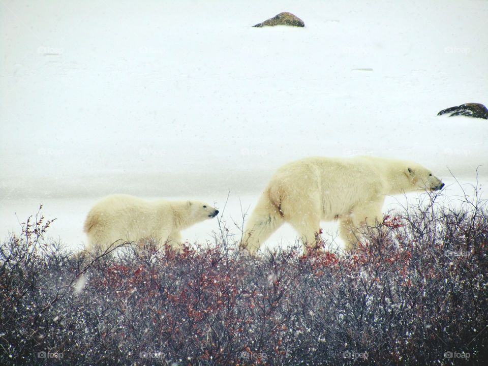 Mama bear and baby bear