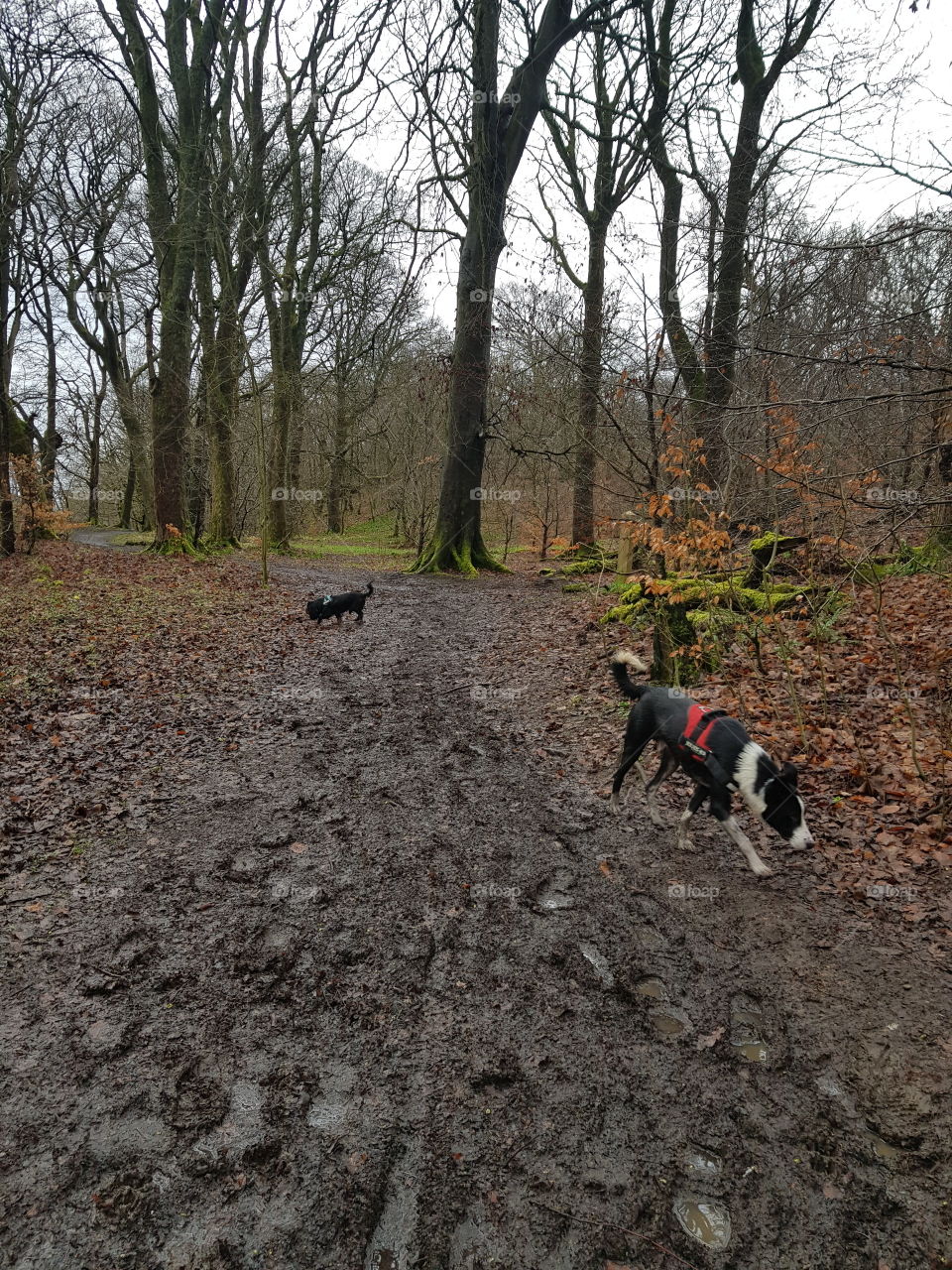 Max (border collie) and Mowgli (Cavalier) out for a wee stroll in the Scottish Woodlands, loving life