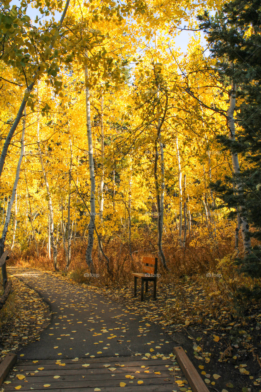 Aspen trees 