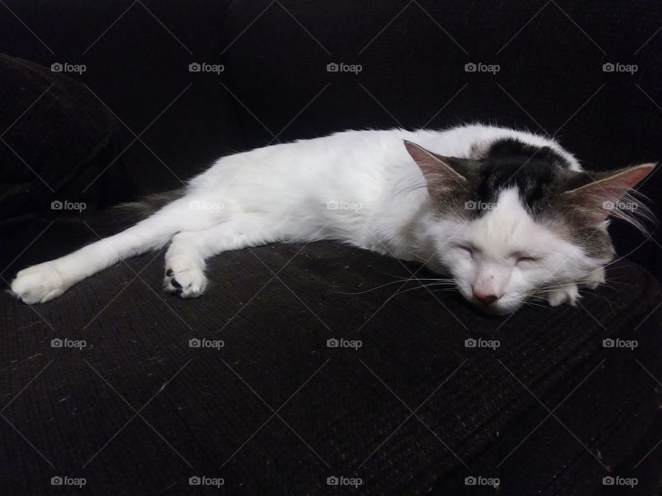 A white cat named Cloud sleeping on a couch