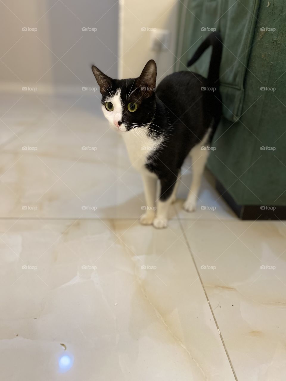 Different cat 🐈‍⬛