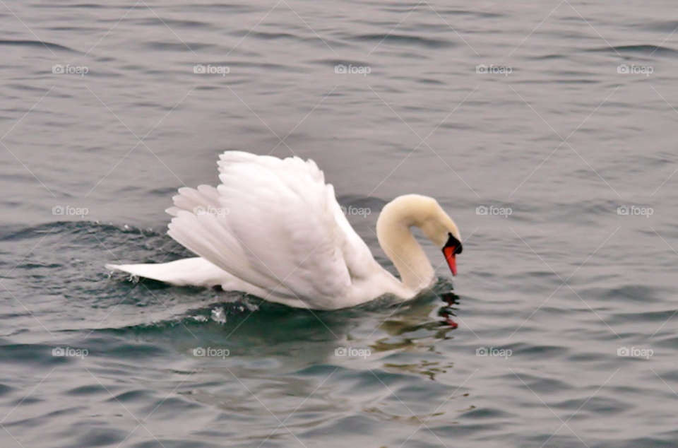 wildlife swan water schwan by ramstella