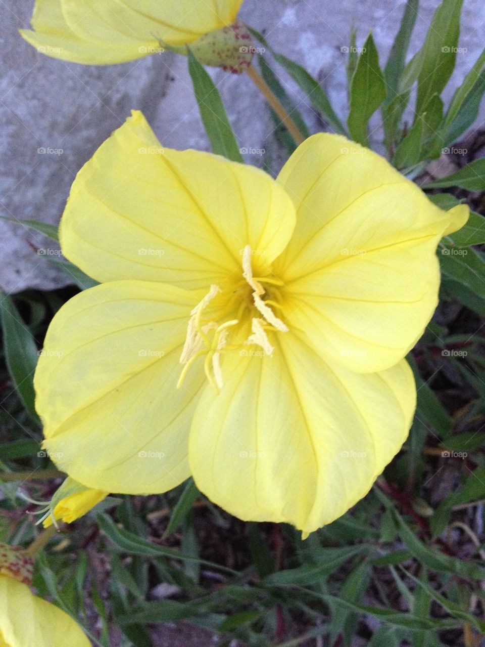 Yellow flower