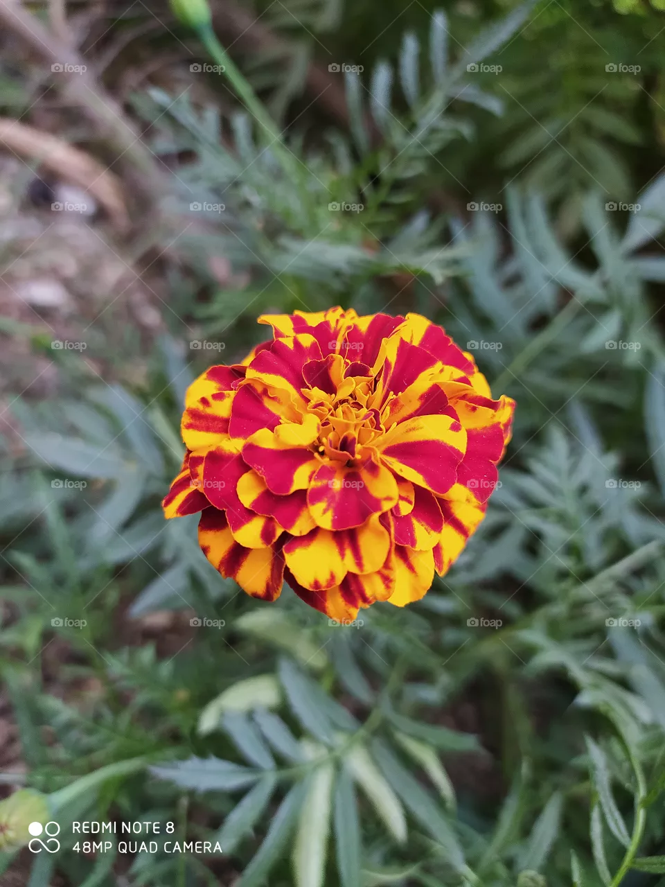 beauty of marigold flower