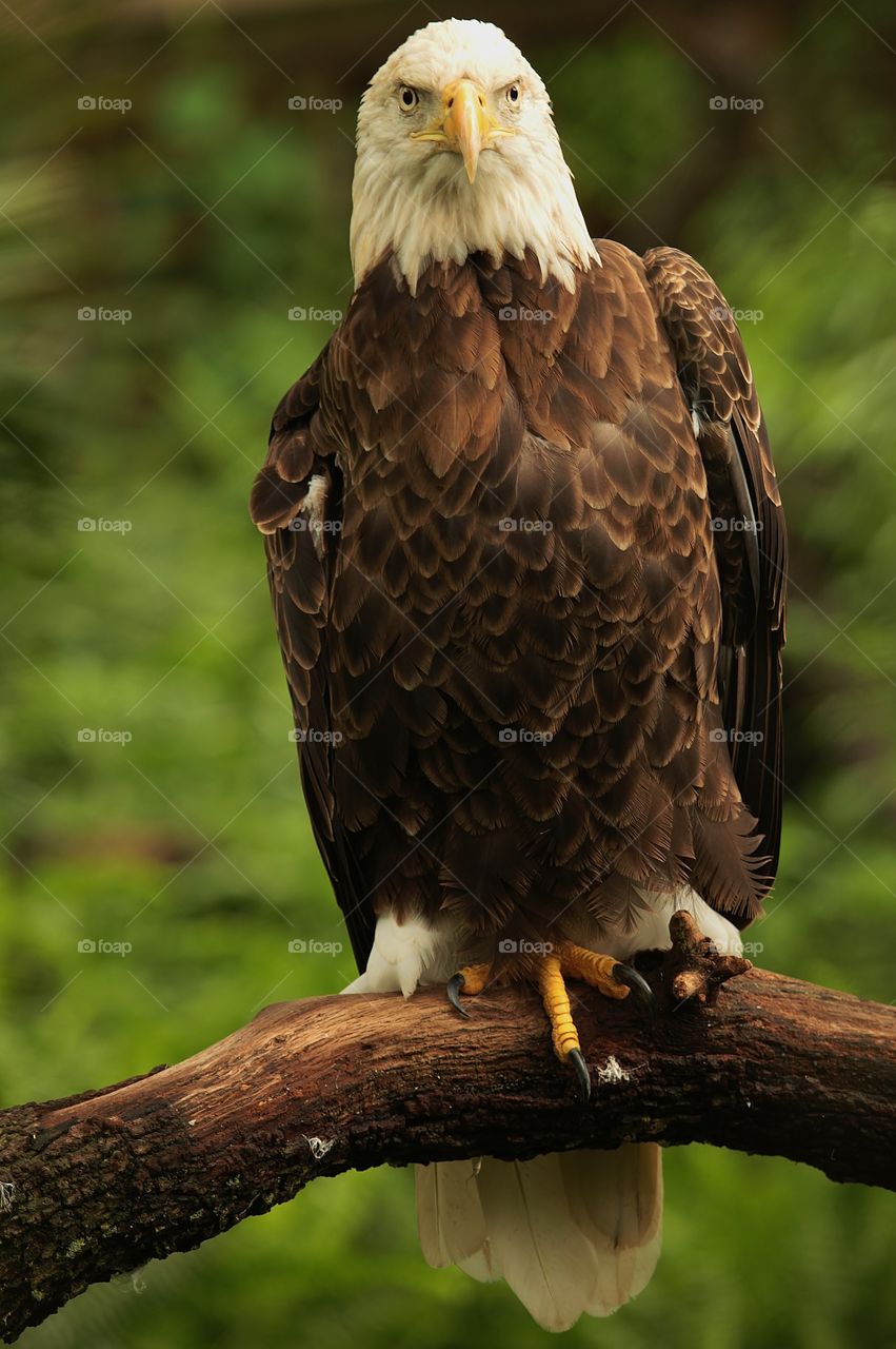 Bald Eagle