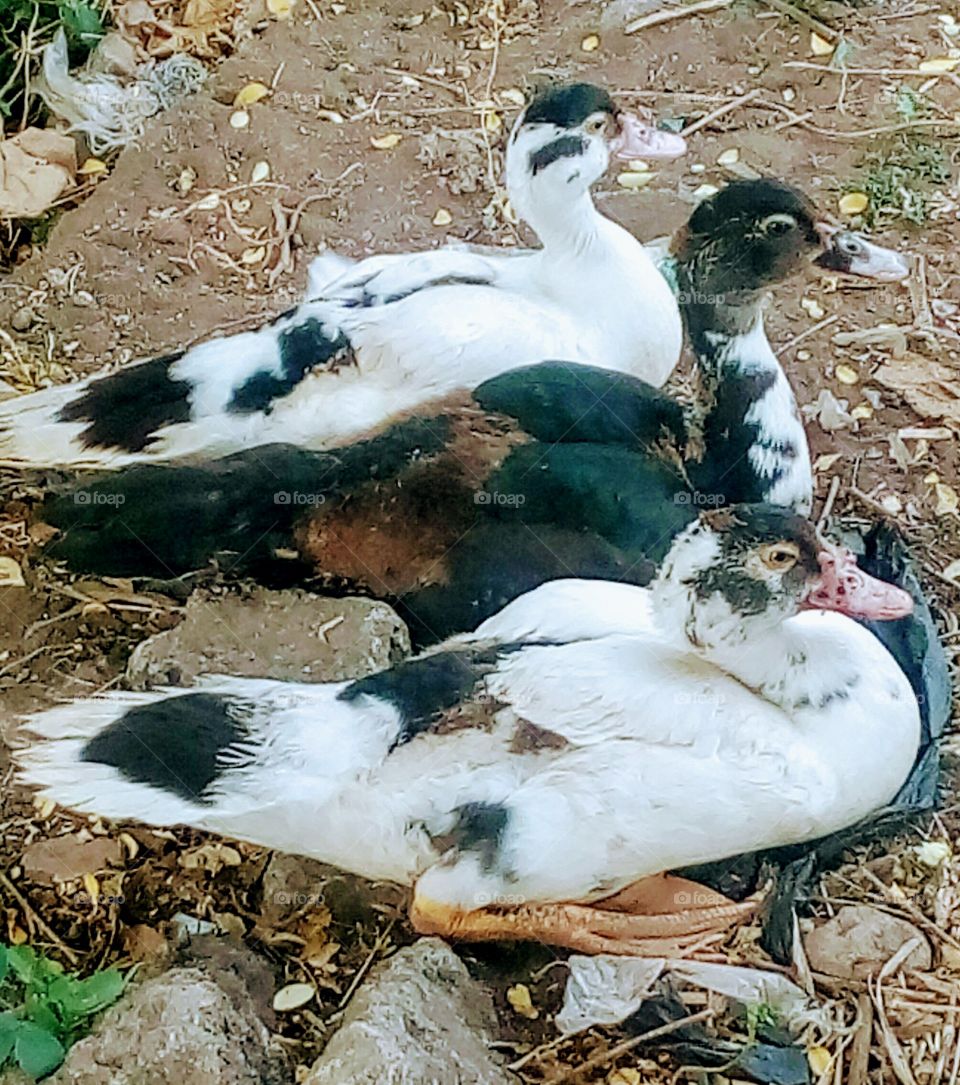 Bird, Duck, Nature, Poultry, Animal