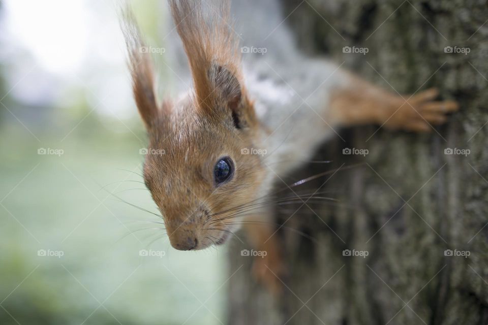 squirrel close up portrait