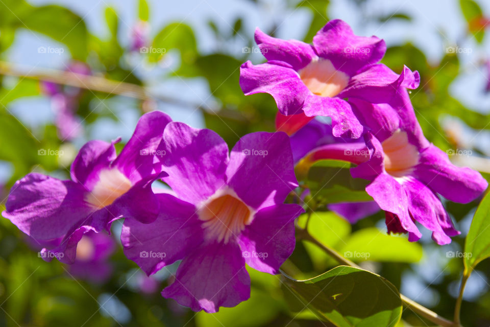 THE FLOWERS AT NOON NOOK GARDEN PATTAYA THAILAND