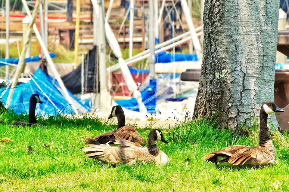 Canada goose flock at San Francisco marina