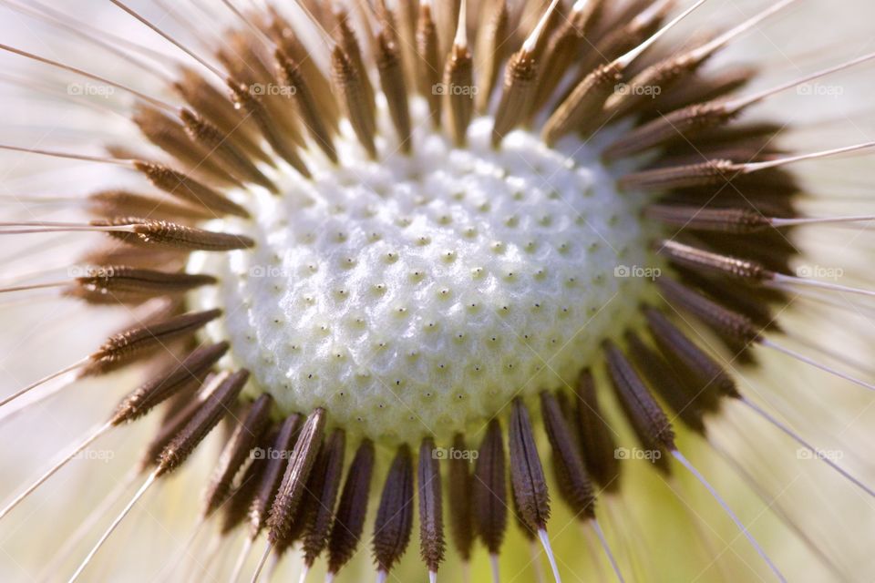 Extreme close-up of dandelion flower