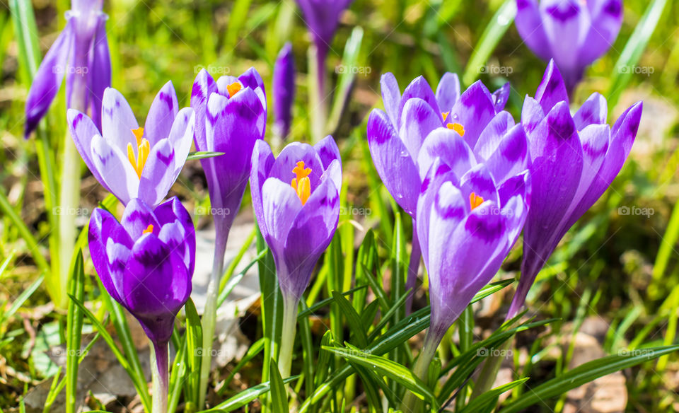 Spring flowers - crocuses