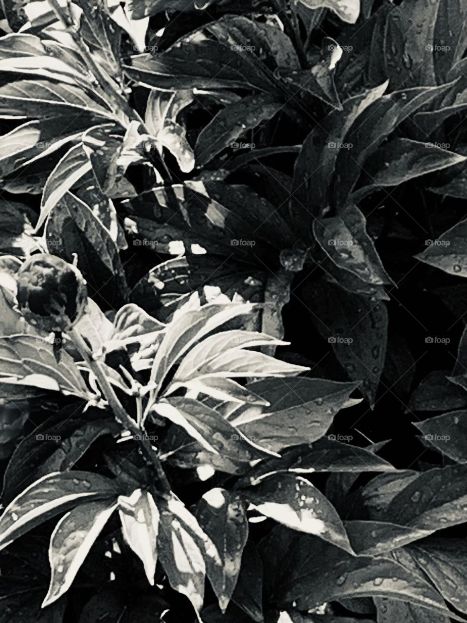 B&w leaves 