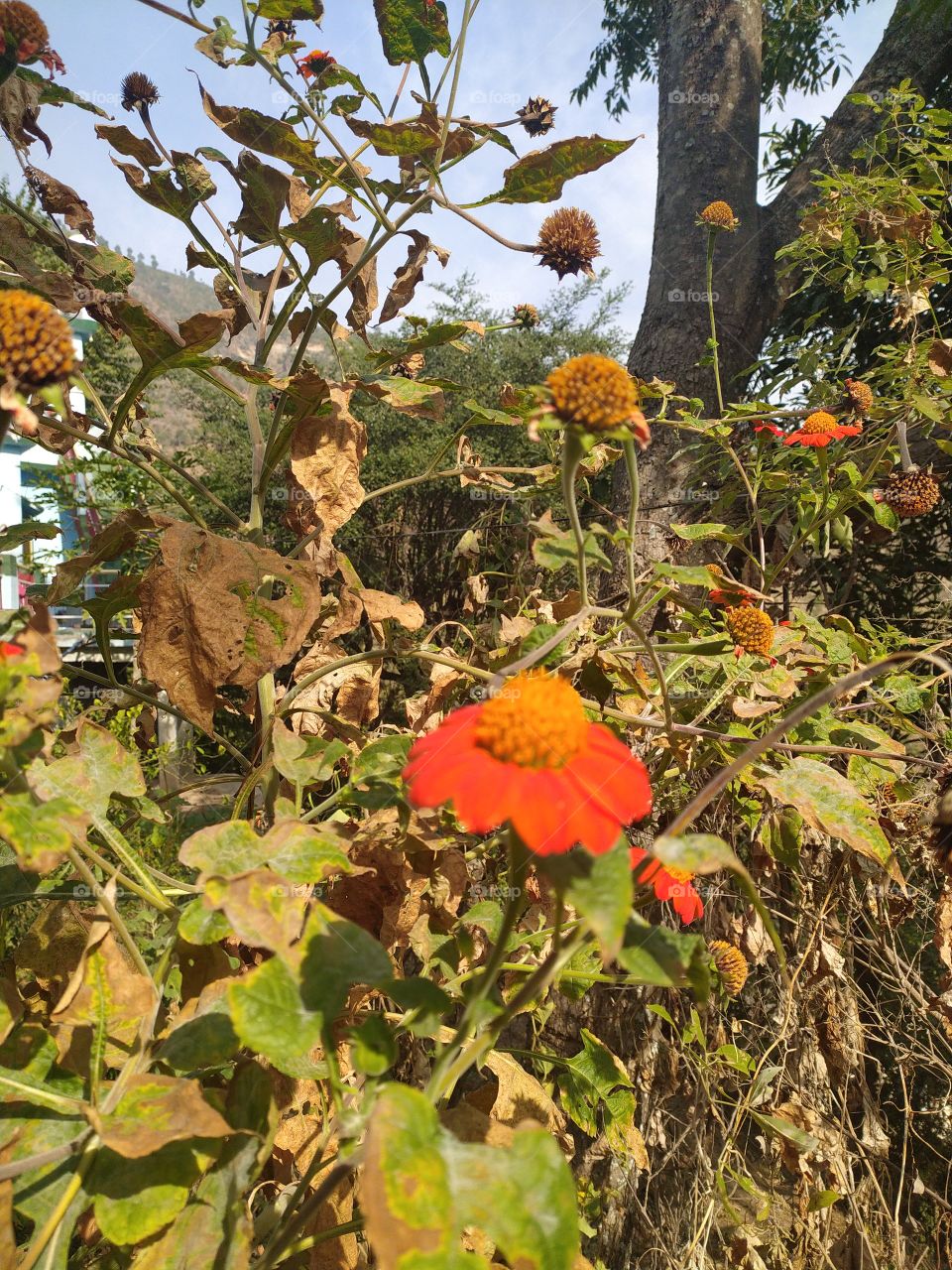 Tithonia, red sunflower; beauty in the wild